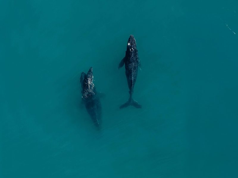 Guía Completa de Los Cabos 2025 Paraíso entre el Desierto y el Mar (2) Guía Completa de Los Cabos 2025 Paraíso entre el Desierto y el Mar (2)